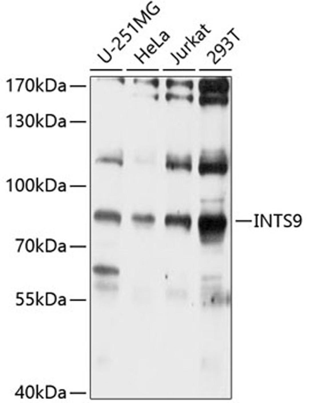 Western blot - INTS9 antibody (A10480)