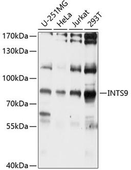 Western blot - INTS9 antibody (A10480)