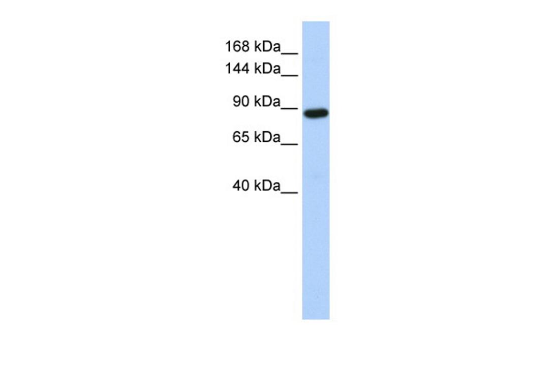 Antibody used in WB on Human HeLa at 0.2-1 ug/ml.