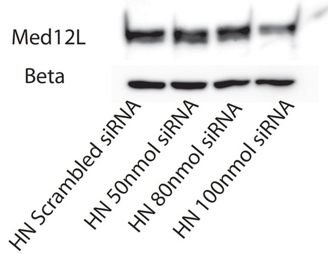 Western blot analysis of  MED12L antibody