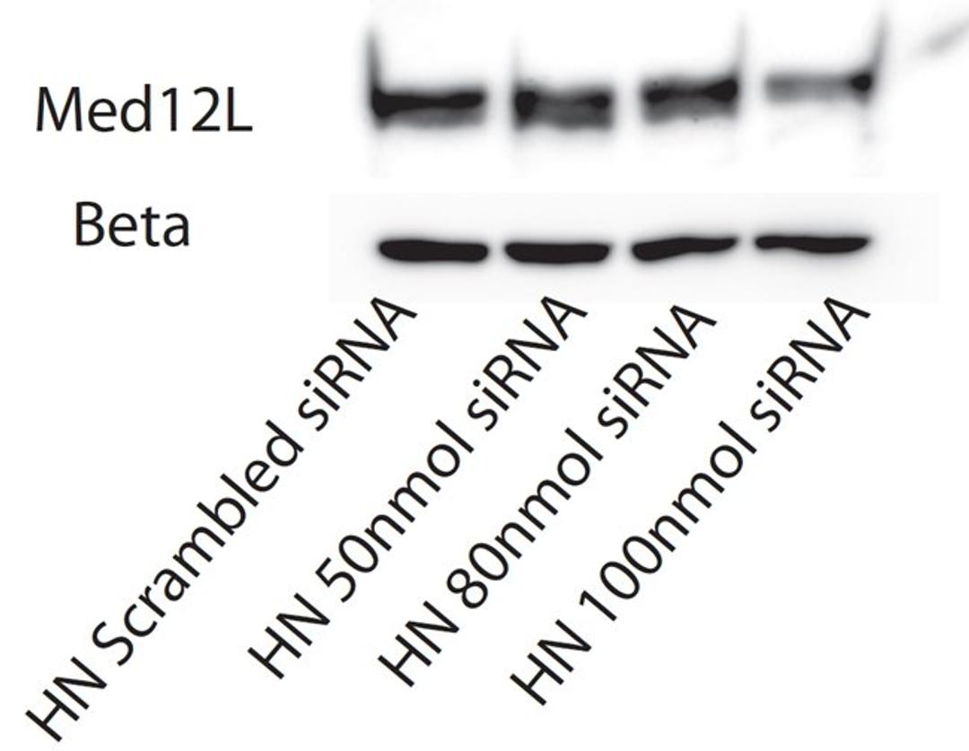 Western blot analysis of MED12L antibody