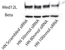 Western blot analysis of MED12L antibody