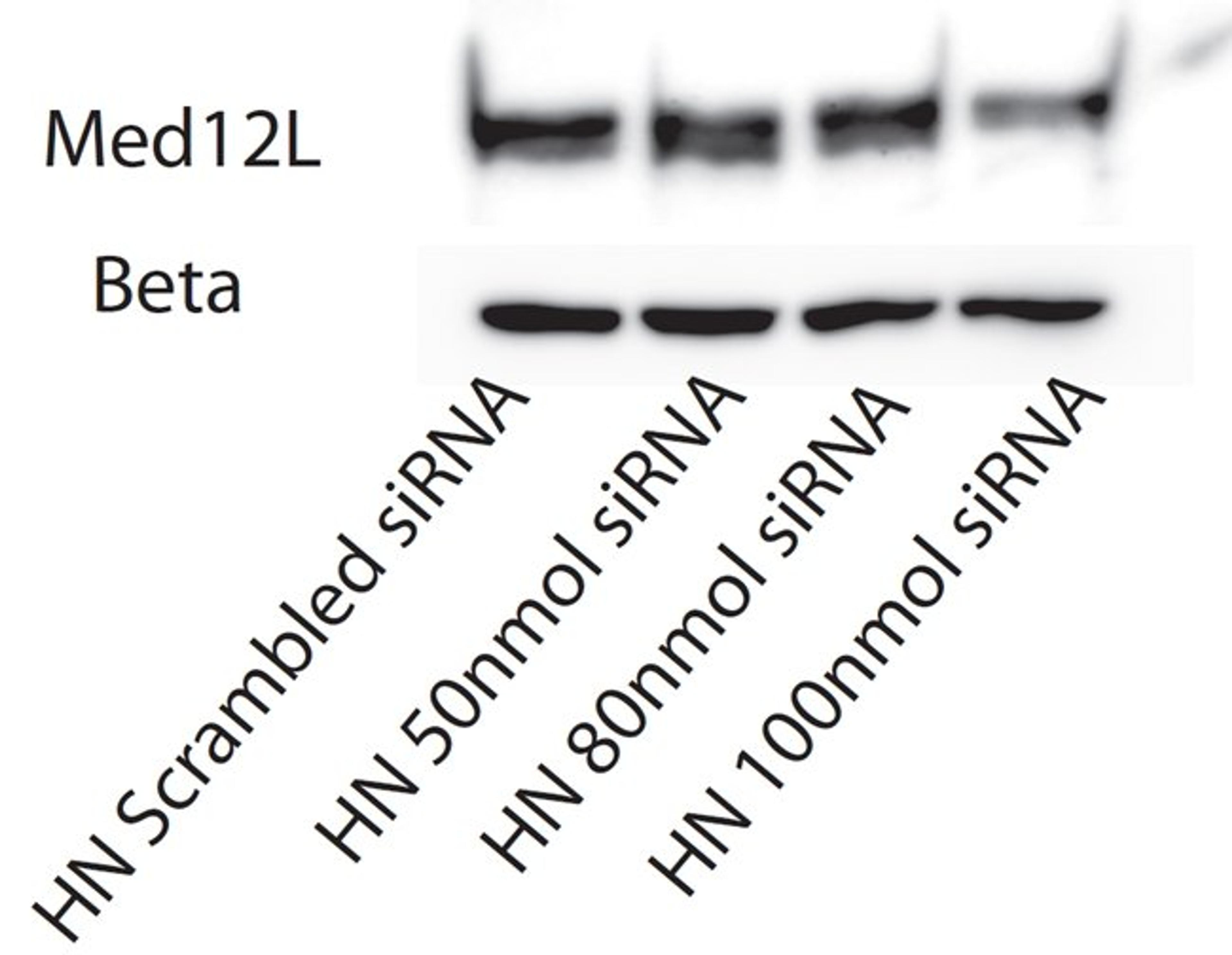 Western blot analysis of MED12L antibody