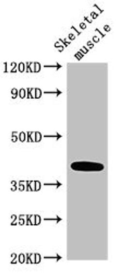 Western Blot. Positive WB detected in: Mouse skeletal muscle tissue. All lanes: ABO antibody at 3.5µg/ml. Secondary. Goat polyclonal to rabbit IgG at 1/50000 dilution. Predicted band size: 41 kDa. Observed band size: 41 kDa