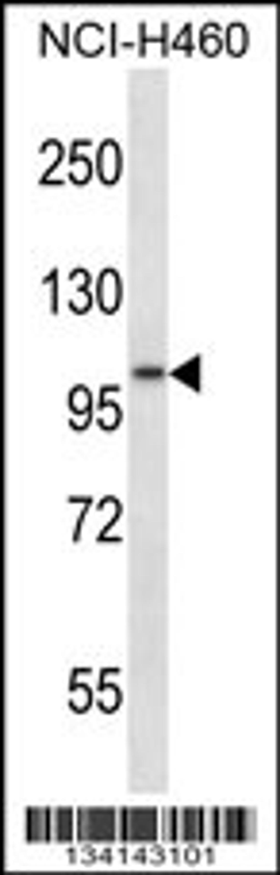 Western blot analysis in NCI-H460 cell line lysates (35ug/lane).