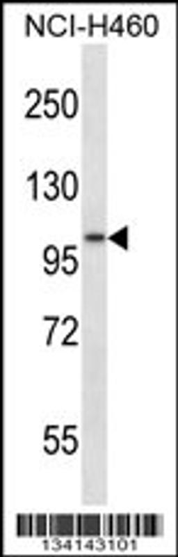 Western blot analysis in NCI-H460 cell line lysates (35ug/lane).