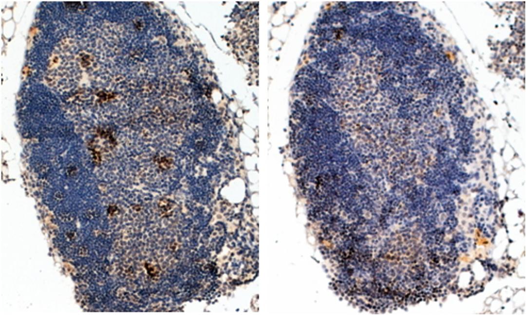 45-626 (2ug/ml) staining (left panel) of paraffin embedded Mouse Thymus (Right panel shows staining without primary antibody as negative control). Steamed antigen retrieval with Tris/EDTA buffer pH 9, HRP-staining.