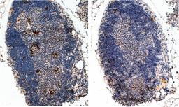 45-626 (2ug/ml) staining (left panel) of paraffin embedded Mouse Thymus (Right panel shows staining without primary antibody as negative control). Steamed antigen retrieval with Tris/EDTA buffer pH 9, HRP-staining.