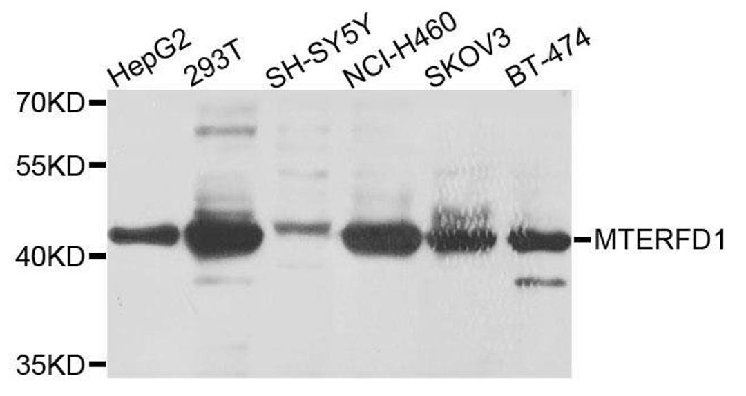 Western blot analysis of extracts of various cells using MTERFD1 antibody