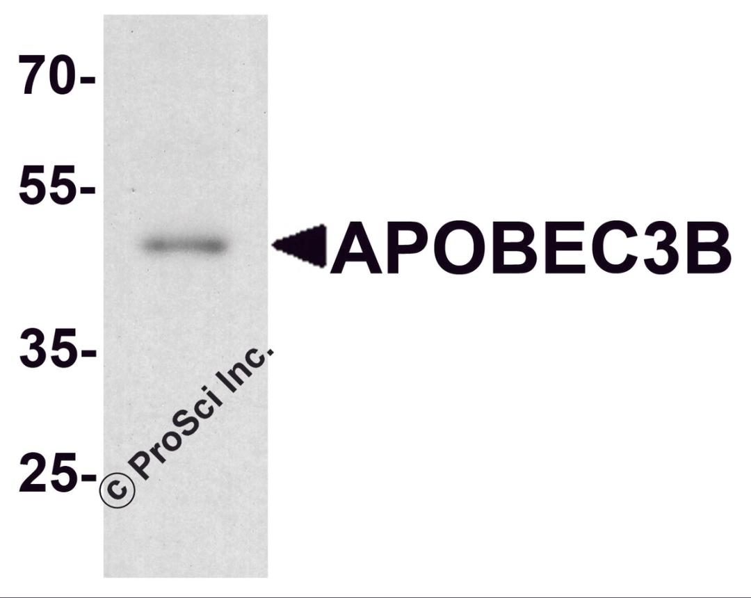 Western blot analysis of APOBEC3B in rat small intestine tissue lysate with APOBEC3B antibody at 1 &#956;g/ml.