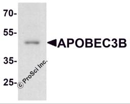 Western blot analysis of APOBEC3B in rat small intestine tissue lysate with APOBEC3B antibody at 1 &#956;g/ml.