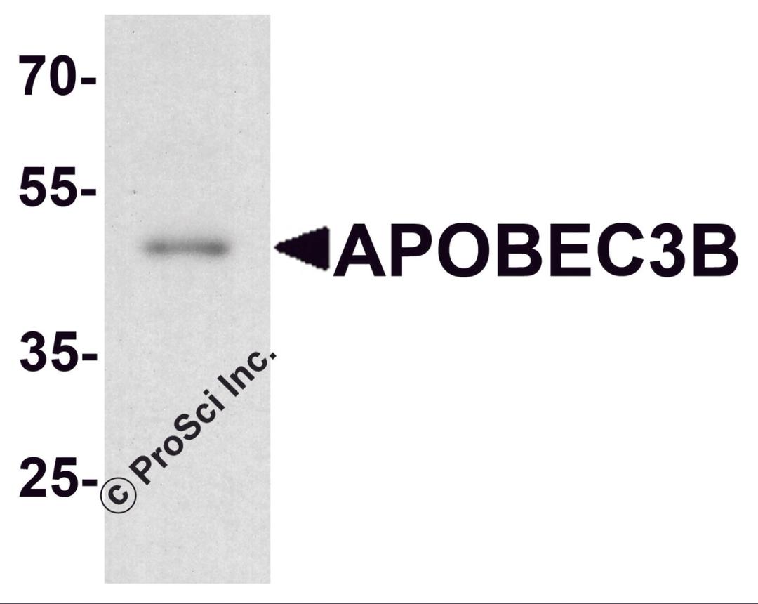 Western blot analysis of APOBEC3B in rat small intestine tissue lysate with APOBEC3B antibody at 1 μg/ml.