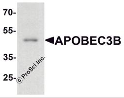 Western blot analysis of APOBEC3B in rat small intestine tissue lysate with APOBEC3B antibody at 1 μg/ml.