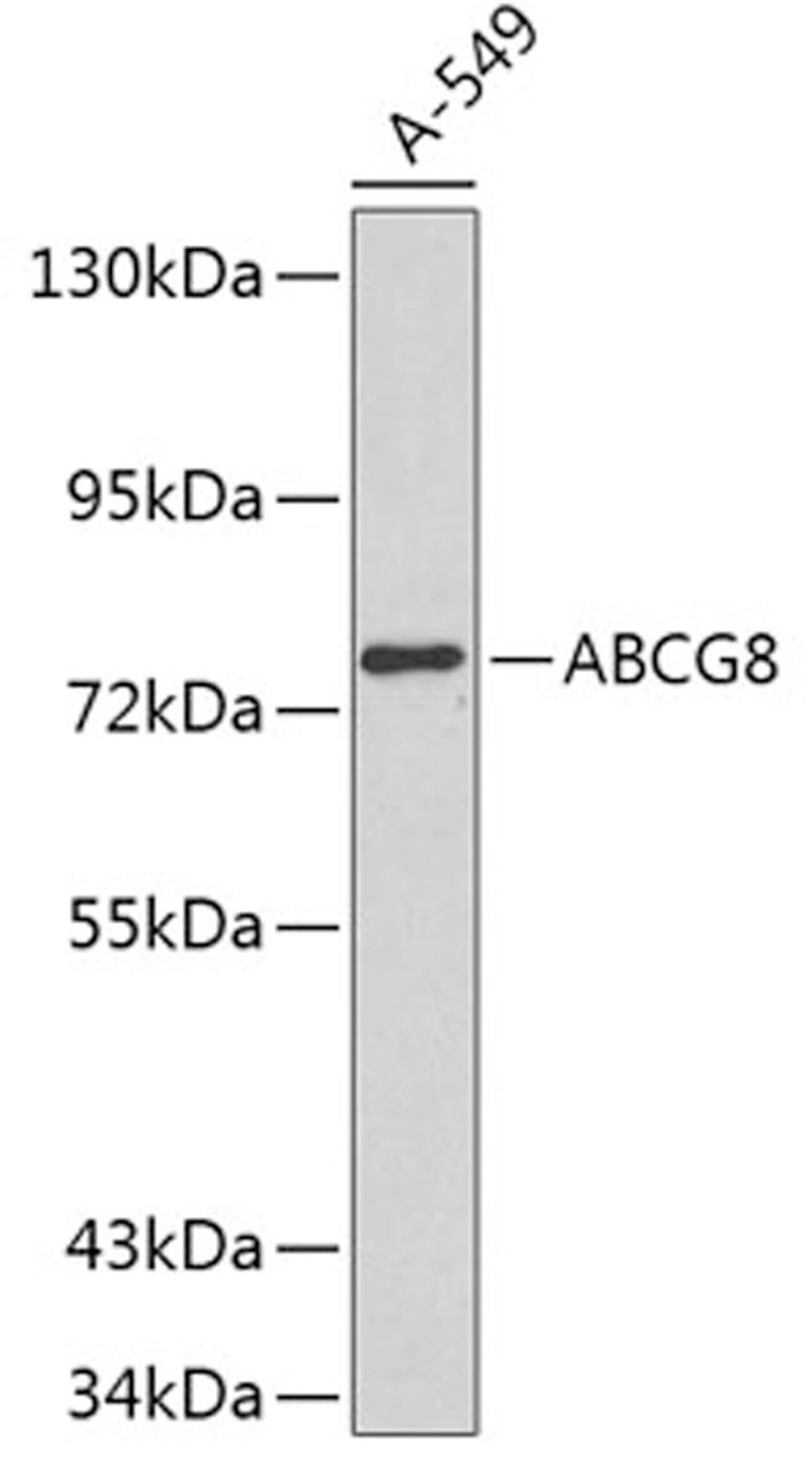 Western blot - ABCG8 antibody (A1880)