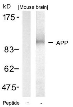 Western blot analysis of lysed extracts from mouse brain tissue using APP (Ab-668).