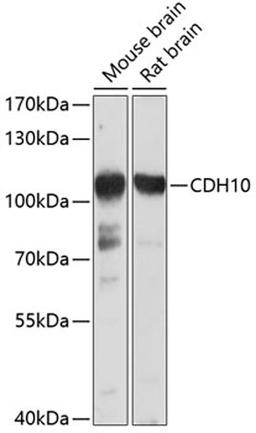 Western blot - CDH10 antibody (A10204)