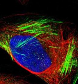 Immunocytochemistry/Immunofluorescence: Kilon/NEGR1 Antibody [NBP1-83116] - Staining of human cell line U-2 OS shows positivity in actin filaments. Antibody staining is shown in green.