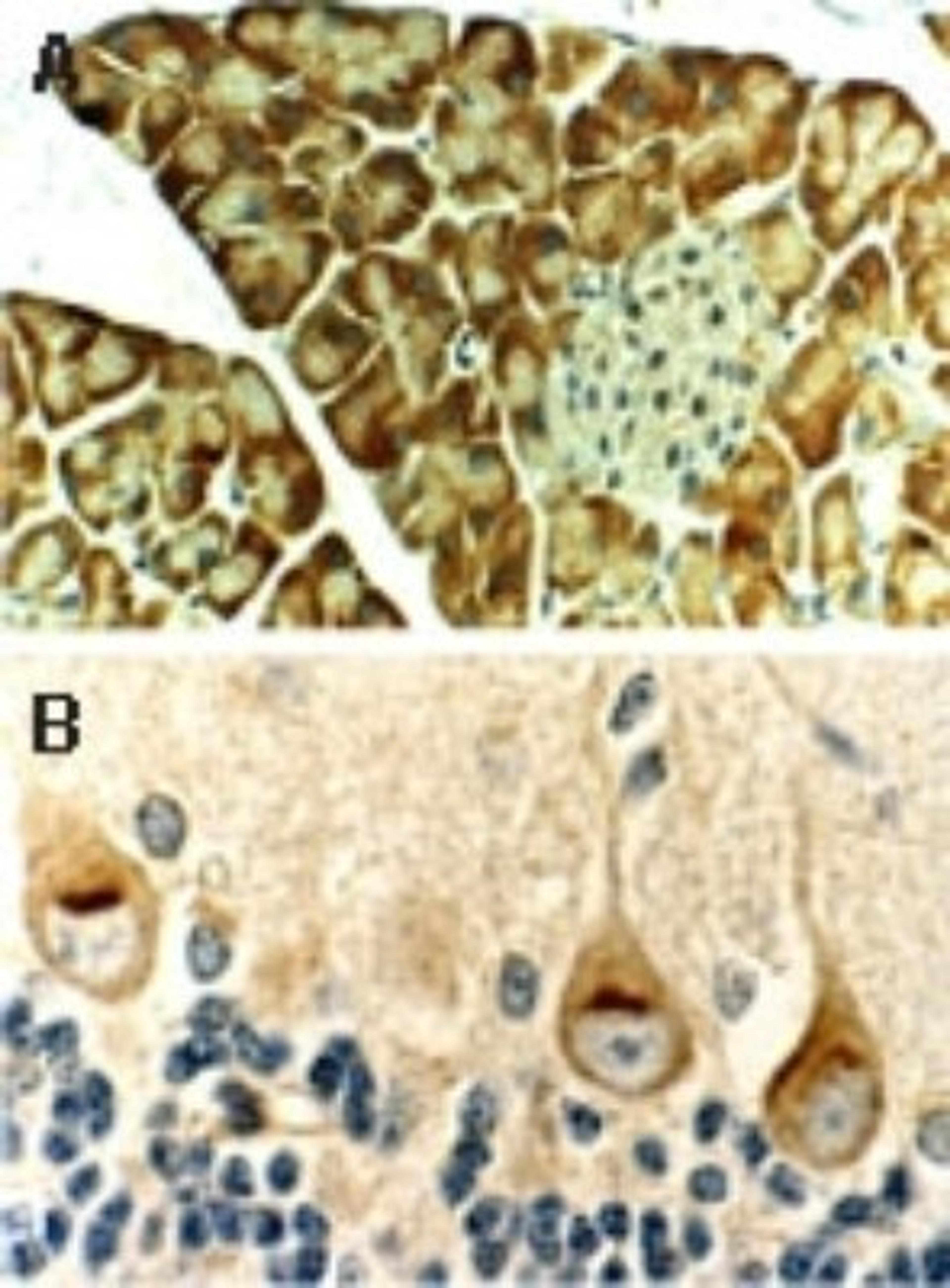 Immunohistochemistry-Paraffin: Bax Antibody [NB100-56096] - Formalin-fixed, paraffin-embedded mouse tissue sections stained for Bax using NB100-56096 at 1:2000.  A. Pancreas. B. Brain showing expression of Bax in the Purkinge cells.