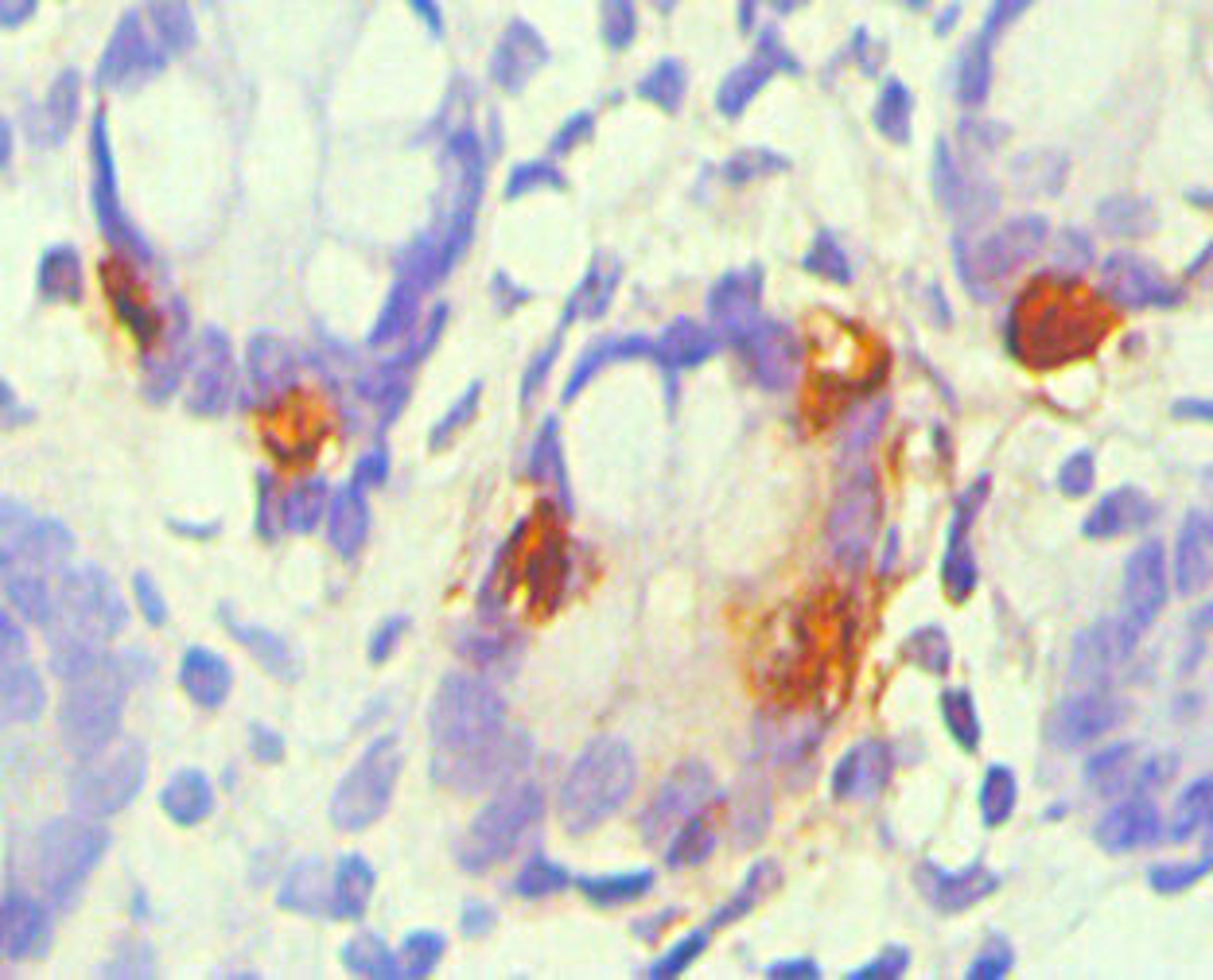 Immunohistochemical of paraffin-embedded Human small intestine tissue using CSB-MA0053441A0m(1D7-3D5) at dilution of 1:200.
