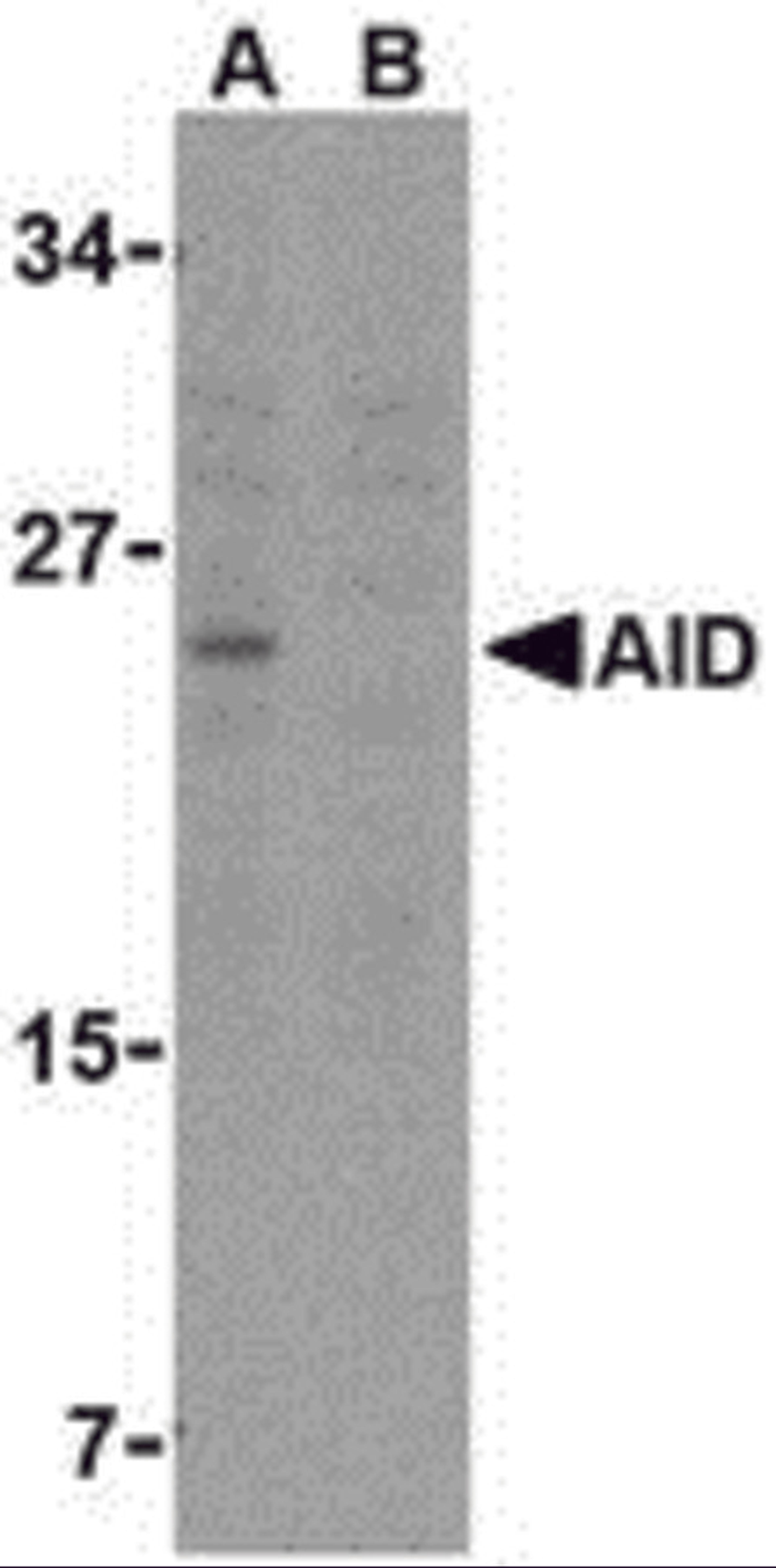 Western blot analysis of AID in Ramos whole cell lysate with AID antibody at 2 &#956;g/mL in either the (A) absence or (B) presence of blocking peptide. 