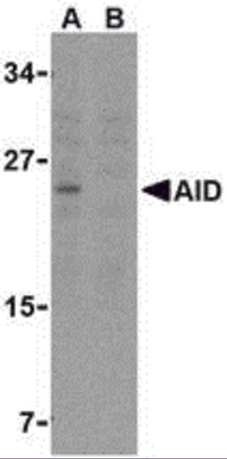 Western blot analysis of AID in Ramos whole cell lysate with AID antibody at 2 μg/mL in either the (A) absence or (B) presence of blocking peptide.