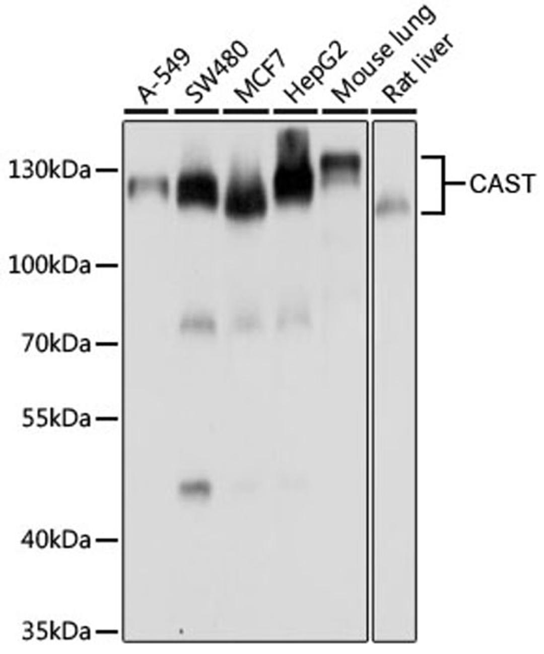 Western blot - CAST antibody (A7634)