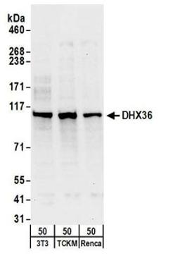 Detection of mouse DHX36 by western blot.