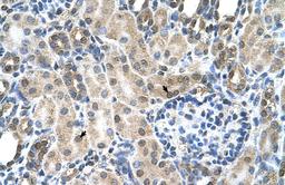 Antibody used in IHC on Human kidney.