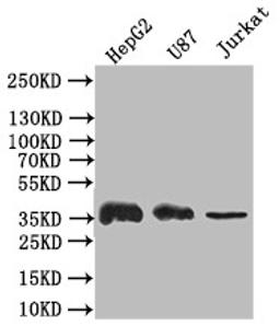 Western Blot. Positive WB detected in: HepG2 whole cell lysate,U87 whole cell lysate,JK whole cell lysate. All lanes: GAPDH antibody at 1:500. Secondary. Goat polyclonal to rabbit IgG at 1/50000 dilution. Predicted band size: 36 kDa. Observed band size: 36 kDa. 