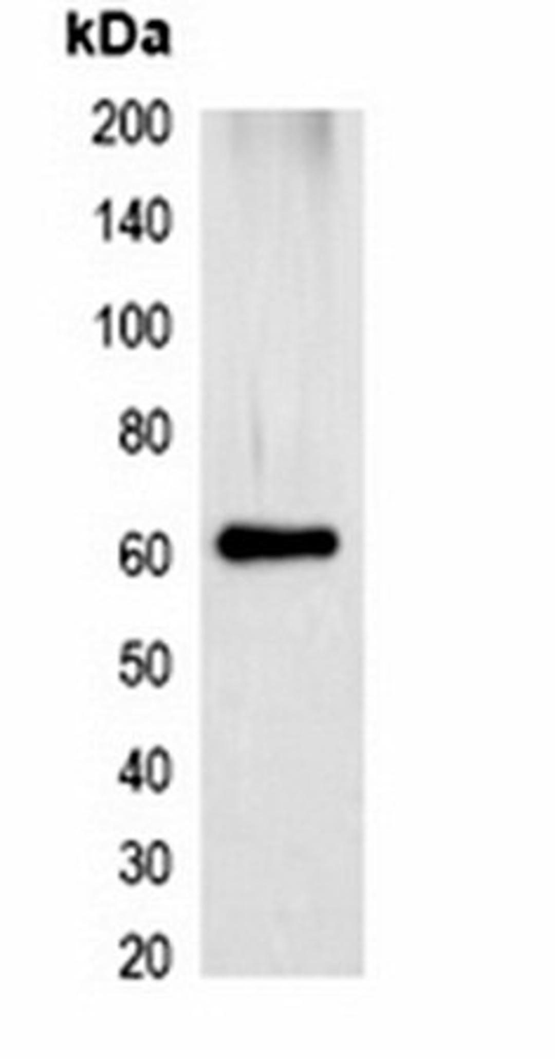 Western blot analysis of 293T cell lysate using mStrawberry-tag antibody