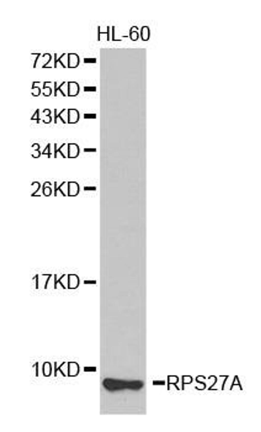 Western blot analysis of extracts of HL-60 cell lines using RPS27A antibody