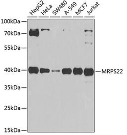 Western blot - MRPS22 antibody (A8319)