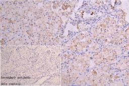 Immunohistochemistry of paraffin-embedded human placenta tissue using CSB-PA07219A0Rb at dilution of 1:100