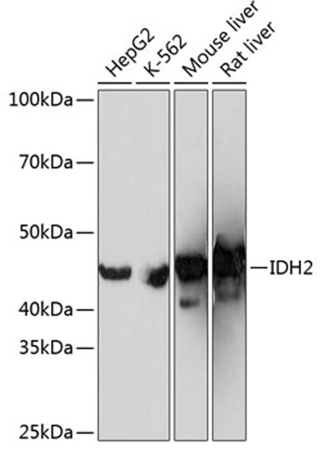 Western blot - IDH2 Rabbit mAb (A11270)