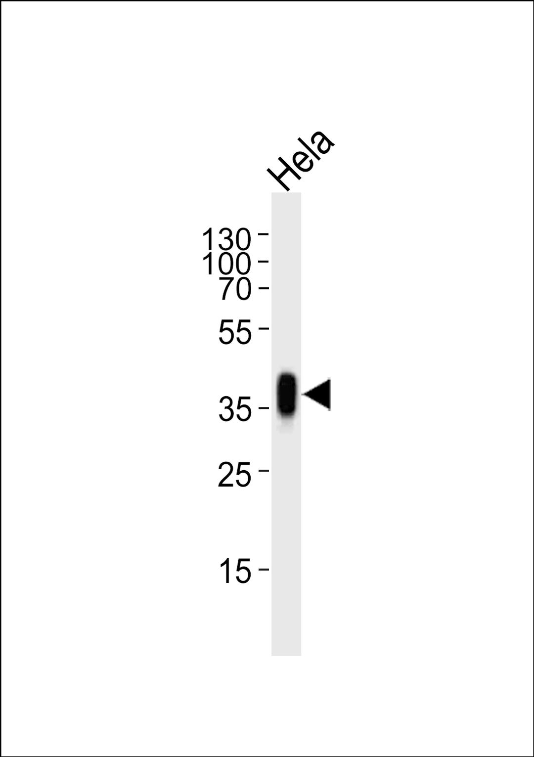 Western blot analysis of lysate from Hela cell line, using FOLR1 Antibody at 1:1000.