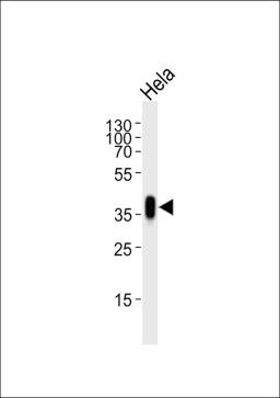 Western blot analysis of lysate from Hela cell line, using FOLR1 Antibody at 1:1000.