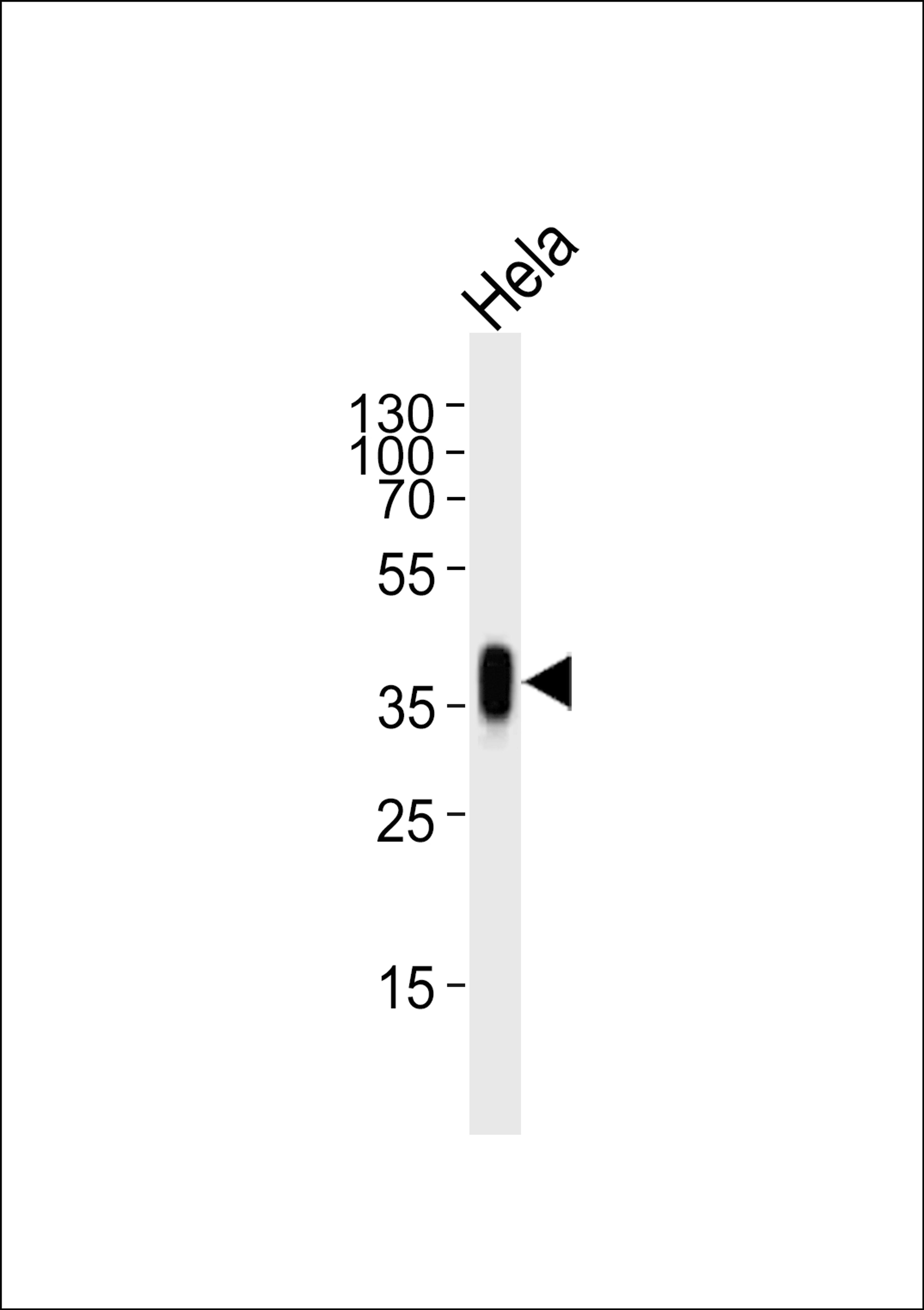 Western blot analysis of lysate from Hela cell line, using FOLR1 Antibody at 1:1000.