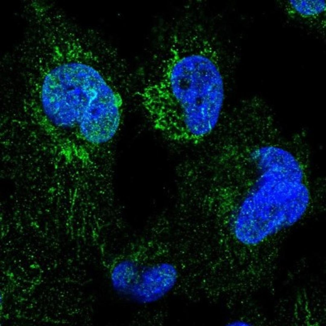 Immunocytochemistry/Immunofluorescence: NDUFB4 Antibody [NBP2-33626] - Immunofluorescent staining of human cell line U-251 MG shows positivity in nucleus but not nucleoli, nuclear membrane & mitochondria.