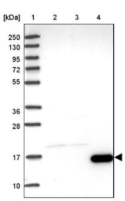 Western Blot: LNP1 Antibody [NBP2-33510] - Lane 1: Marker [kDa] 250, 130, 95, 72, 55, 36, 28, 17, 10<br/>Lane 2: Human cell line RT-4<br/>Lane 3: Human cell line U-251MG sp<br/>Lane 4: Human plasma (IgG/HSA depleted)