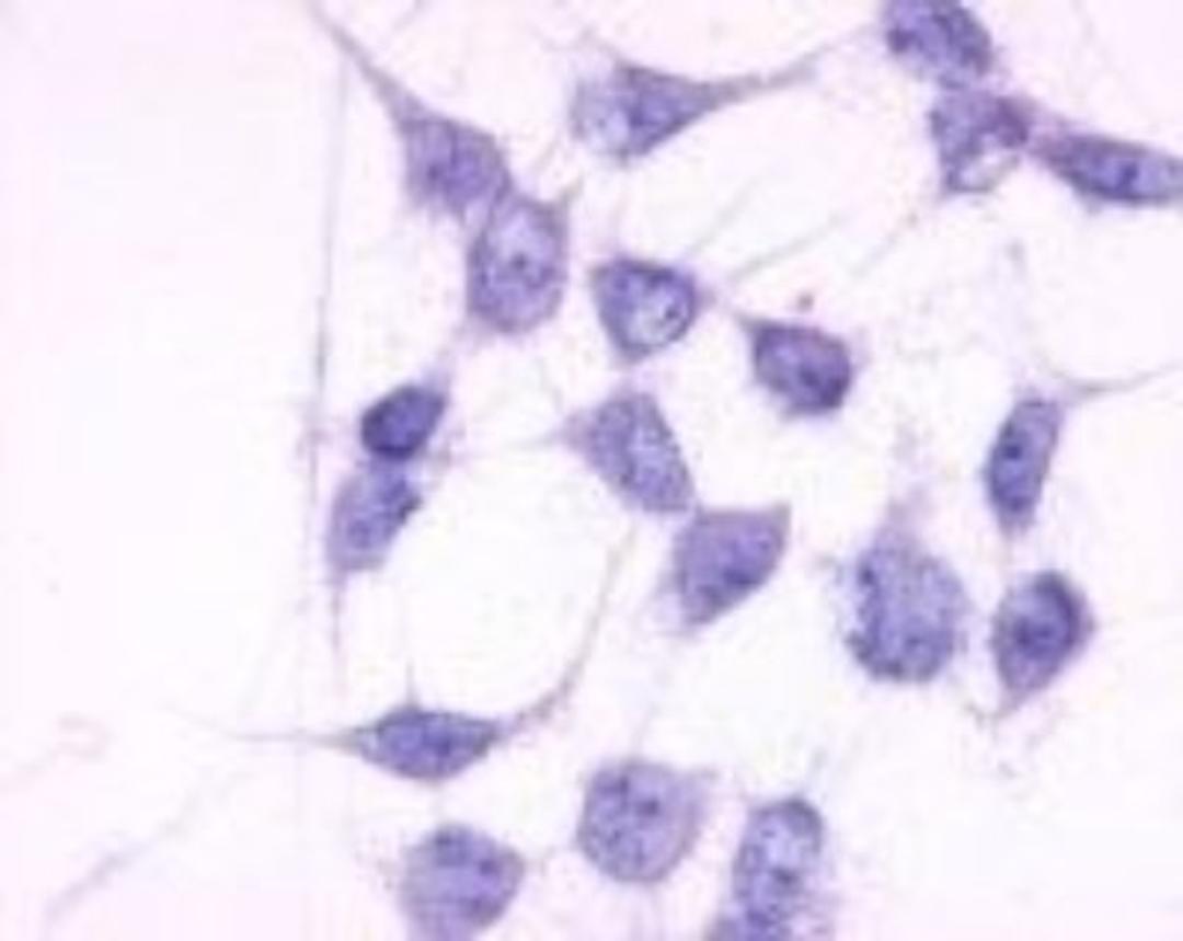 Immunohistochemistry: P2Y6/P2RY6 Antibody [NLS877] - Analysis of anti-P2RY6 / P2Y6 antibody with transfection control at 3 ug/ml.