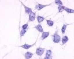 Immunohistochemistry: P2Y6/P2RY6 Antibody [NLS877] - Analysis of anti-P2RY6 / P2Y6 antibody with transfection control at 3 ug/ml.