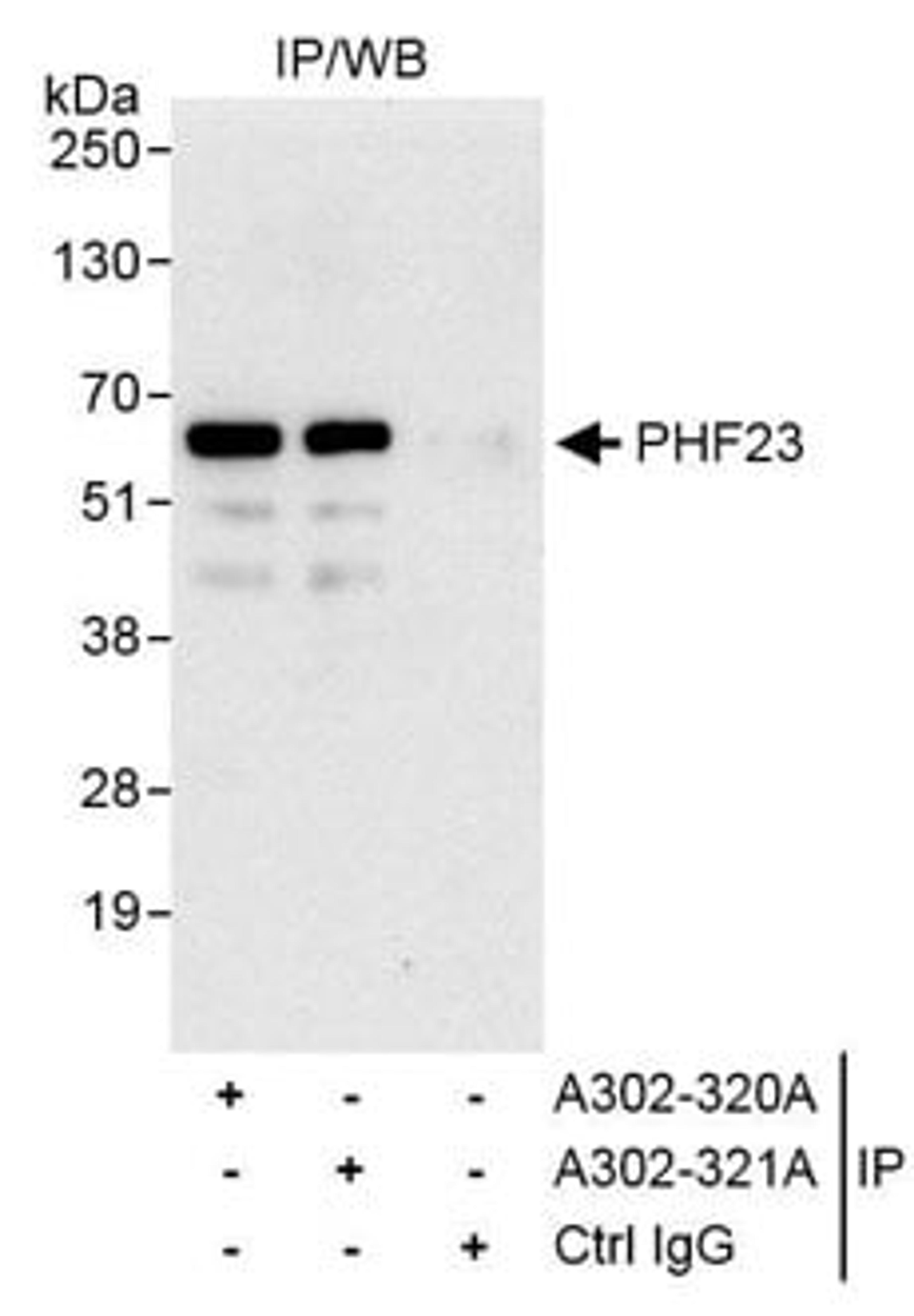 Detection of human PHF23 by western blot of immunoprecipitates.