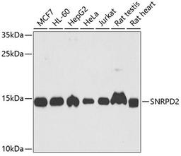 Western blot - SNRPD2 antibody (A6983)