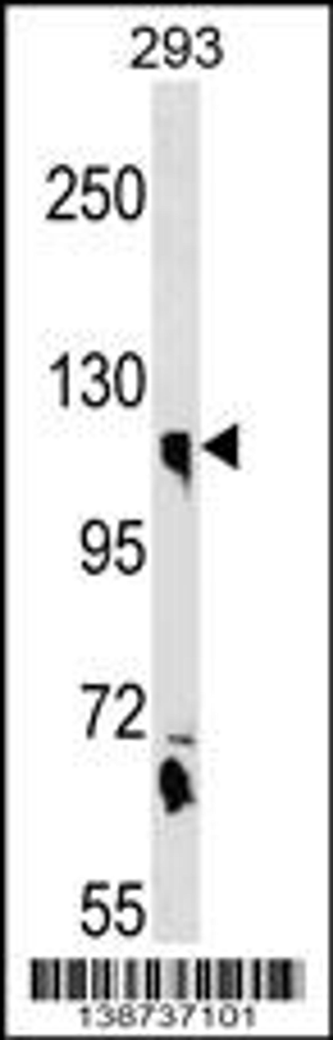 Western blot analysis in 293 cell line lysates (35ug/lane).