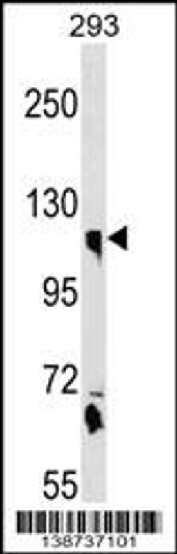 Western blot analysis in 293 cell line lysates (35ug/lane).