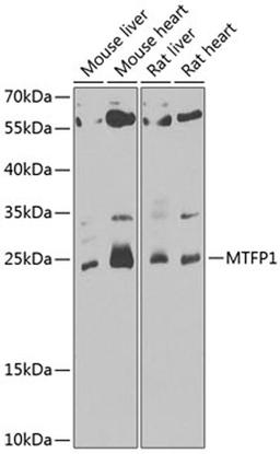 Western blot - MTFP1 antibody (A7110)