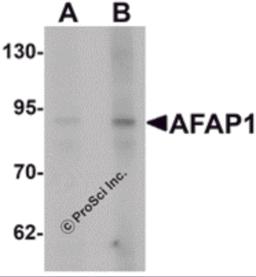 Western blot analysis of AFAP1 in Hela cell lysate with AFAP1 antibody at (A) 1 and (B) 2 &#956;g/mL.