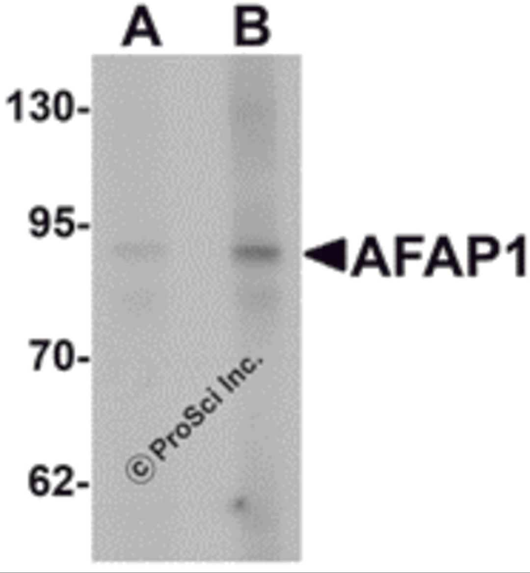 Western blot analysis of AFAP1 in Hela cell lysate with AFAP1 antibody at (A) 1 and (B) 2 μg/mL.