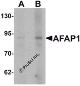 Western blot analysis of AFAP1 in Hela cell lysate with AFAP1 antibody at (A) 1 and (B) 2 μg/mL.