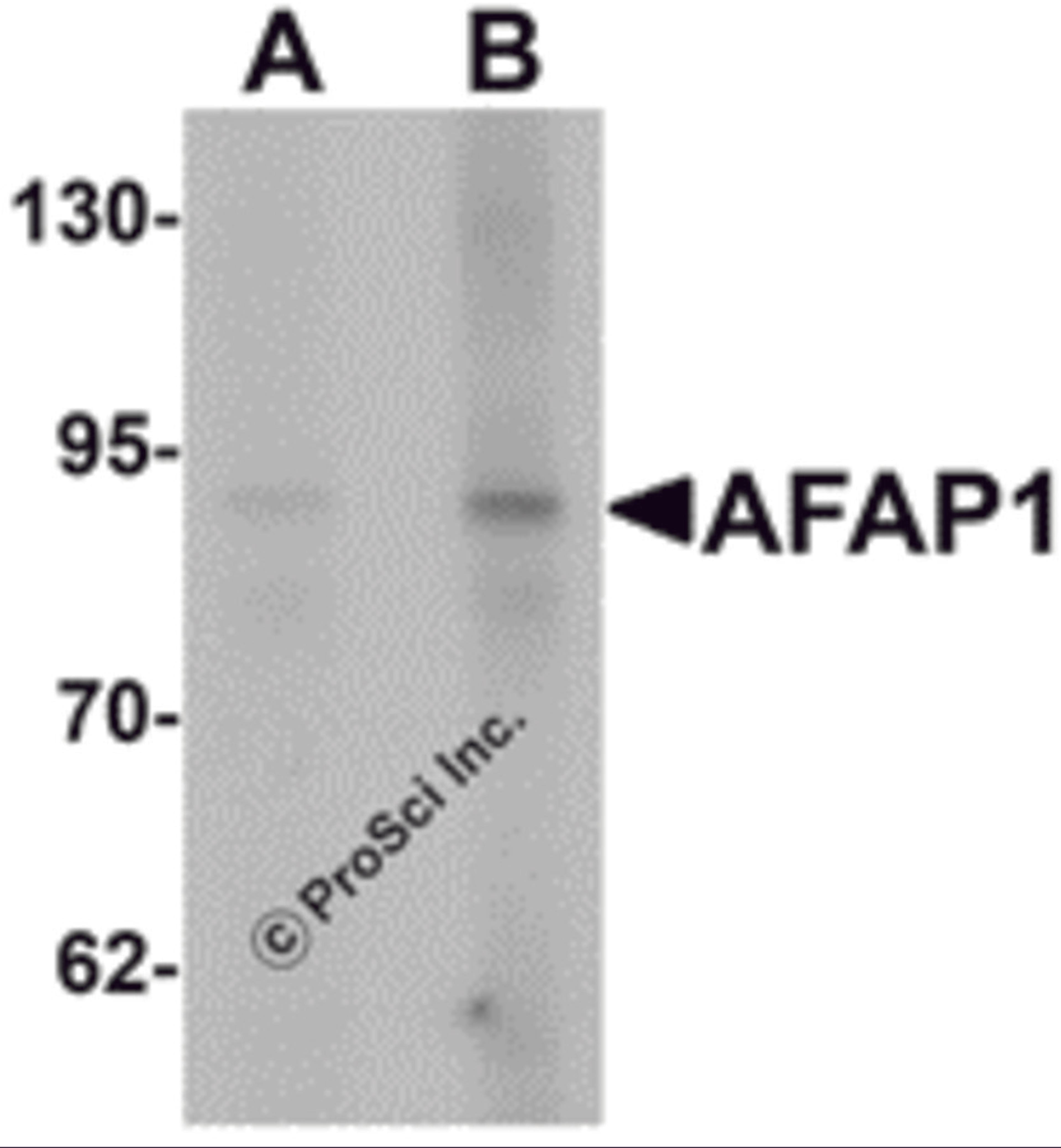 Western blot analysis of AFAP1 in Hela cell lysate with AFAP1 antibody at (A) 1 and (B) 2 μg/mL.